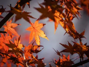 Autumn Leaves