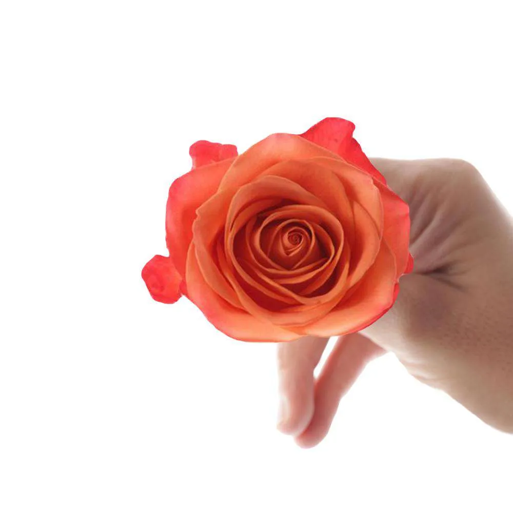 Bright Colors Roses