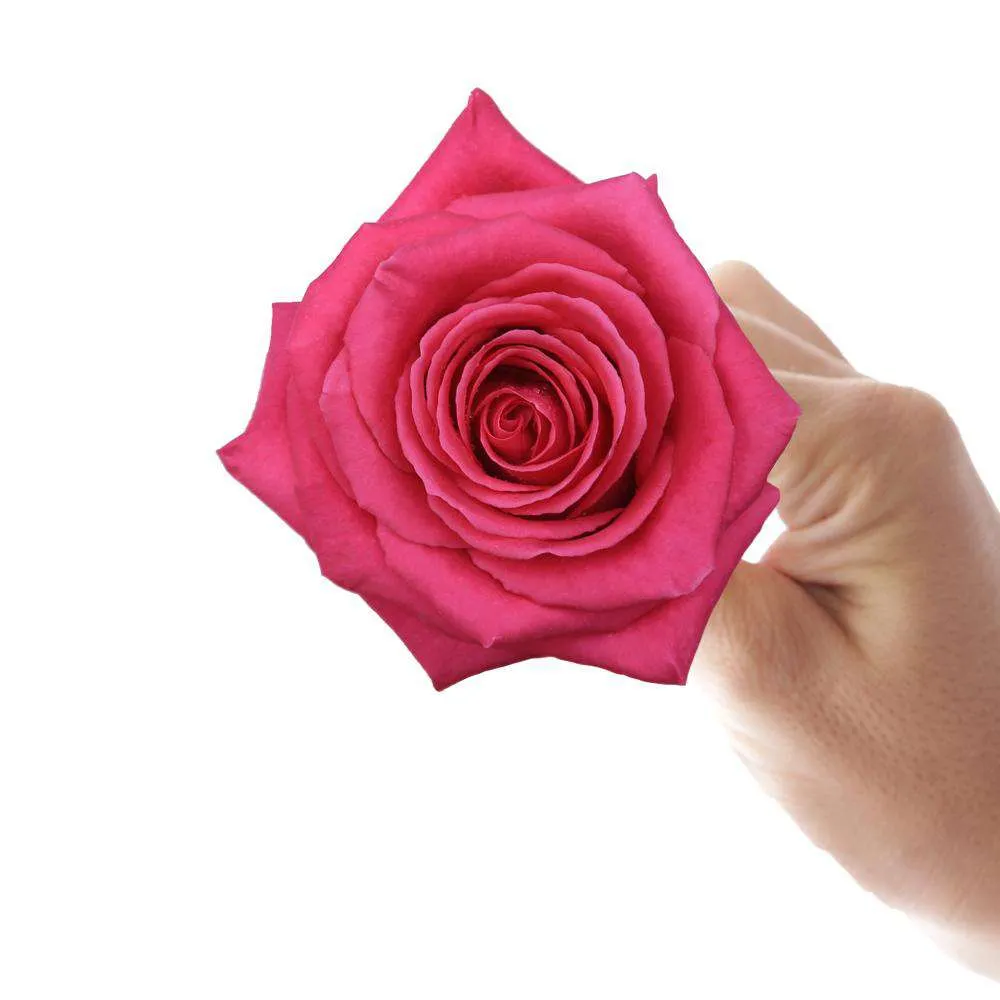 Bright Colors Roses