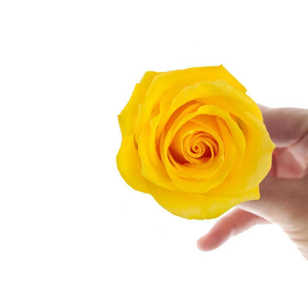Bright Colors Roses