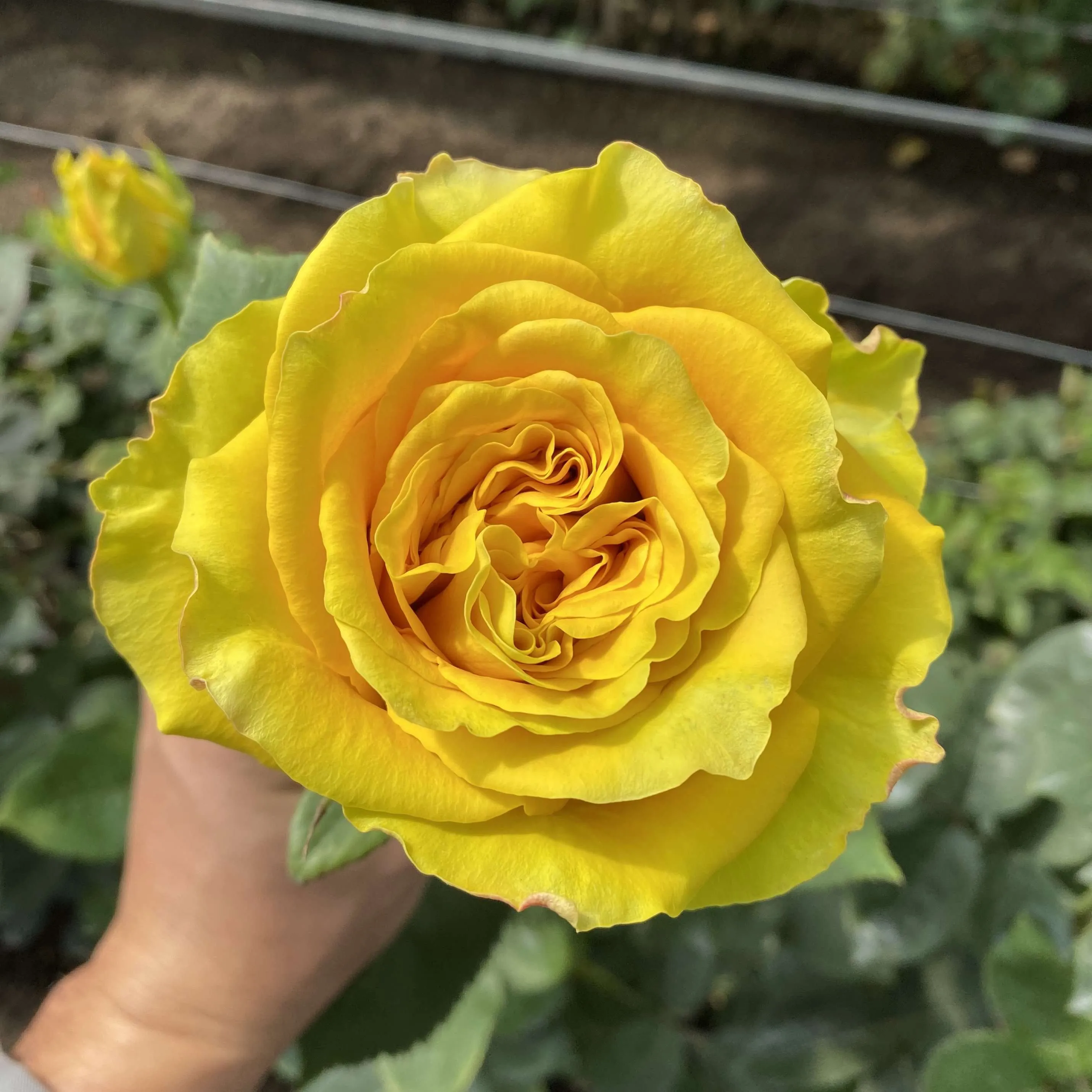 Bright Colors Roses