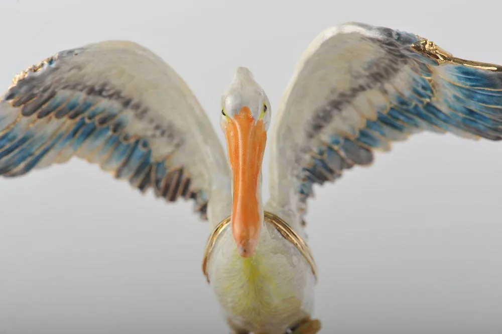 Colorful Pelican Bird