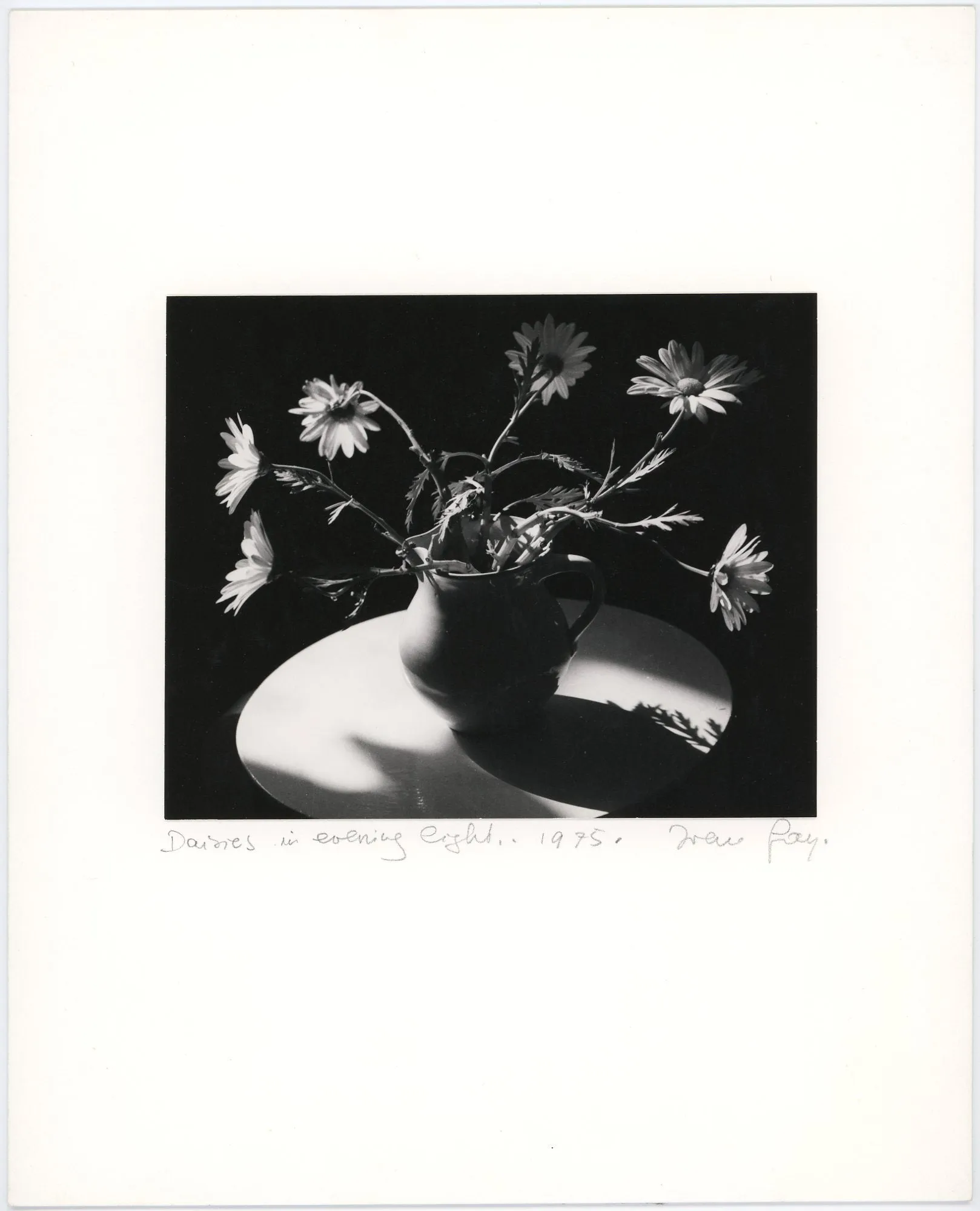 Daisies in Evening Eight