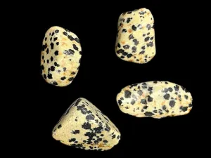 Dalmatian Jasper Tumble - Playful