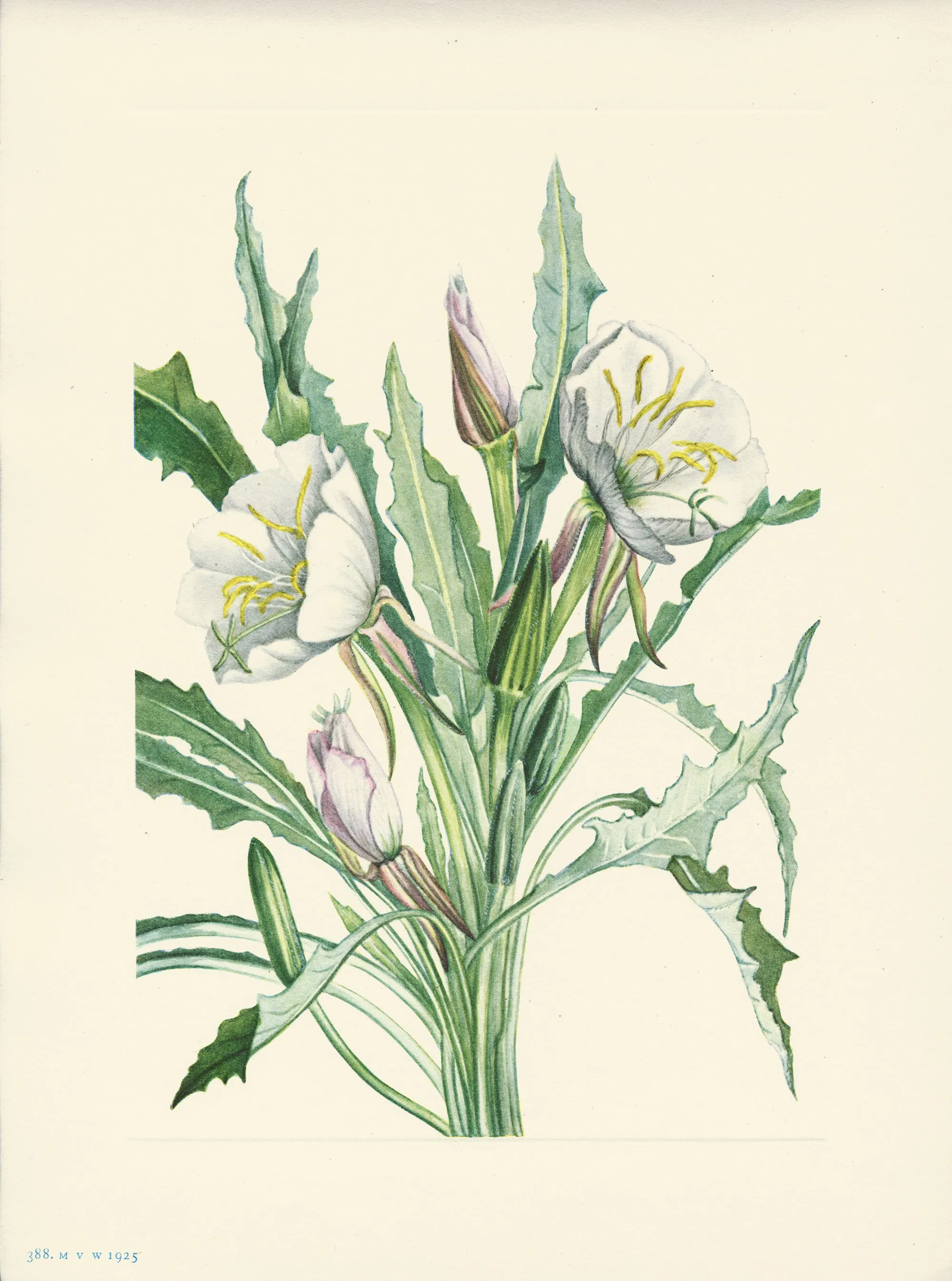Evening- Primrose