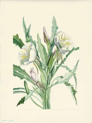 Evening- Primrose