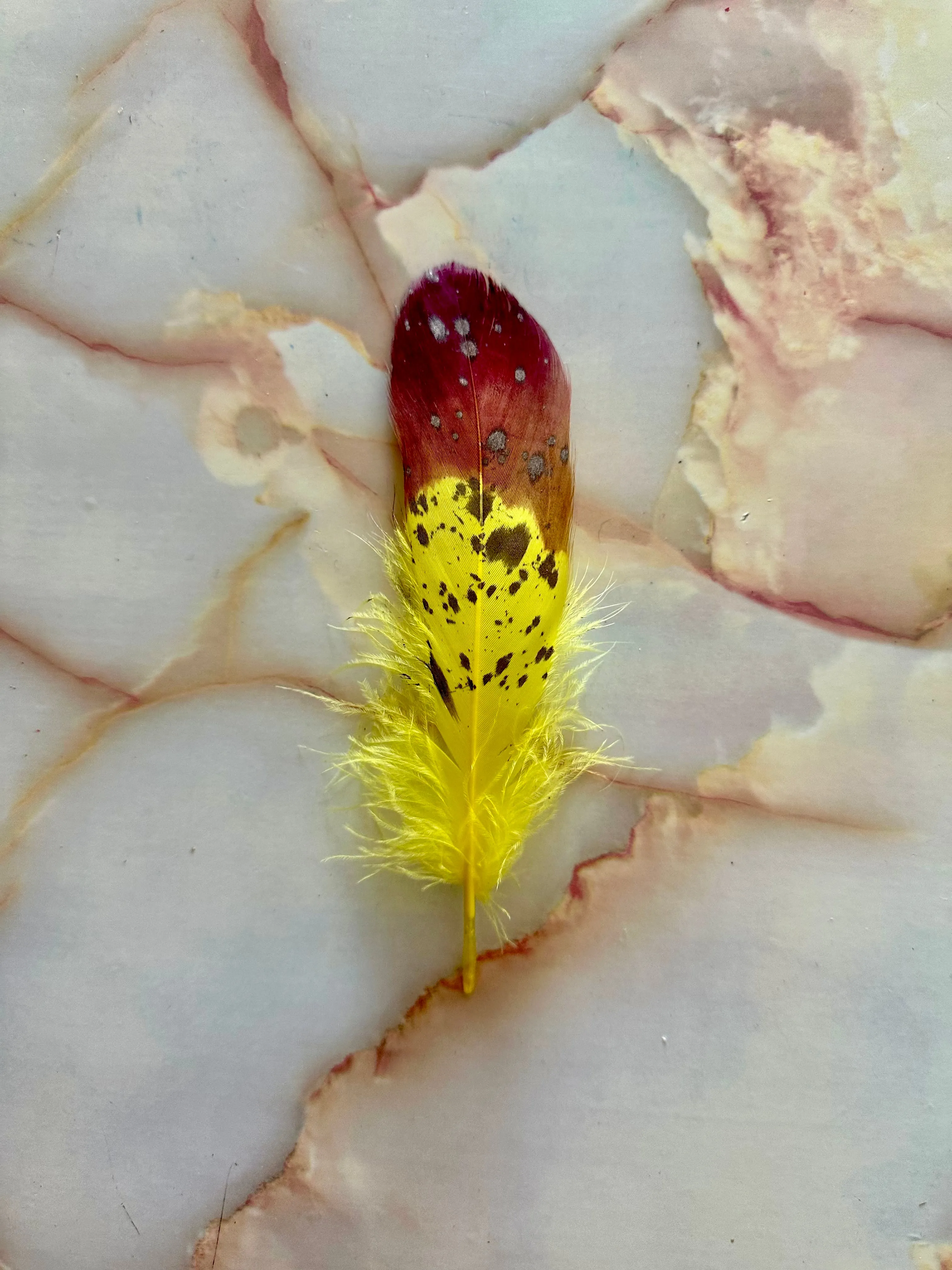 Feather 62