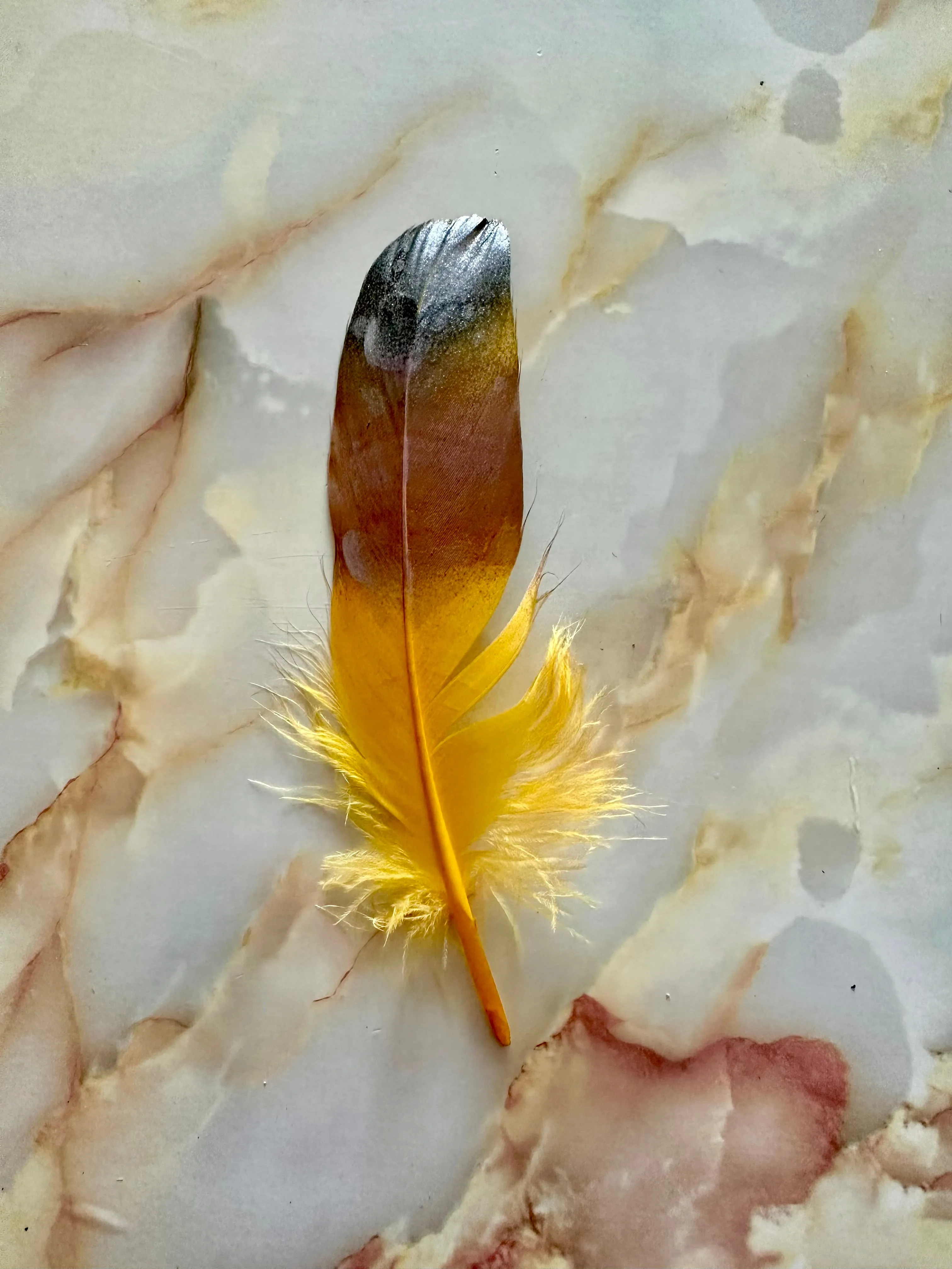 Feather 63