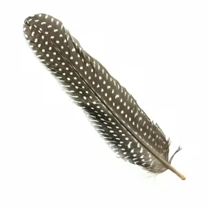Guinea Fowl Feather