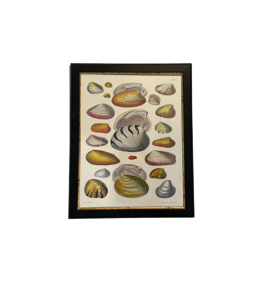 Individual Colorful Shell Print