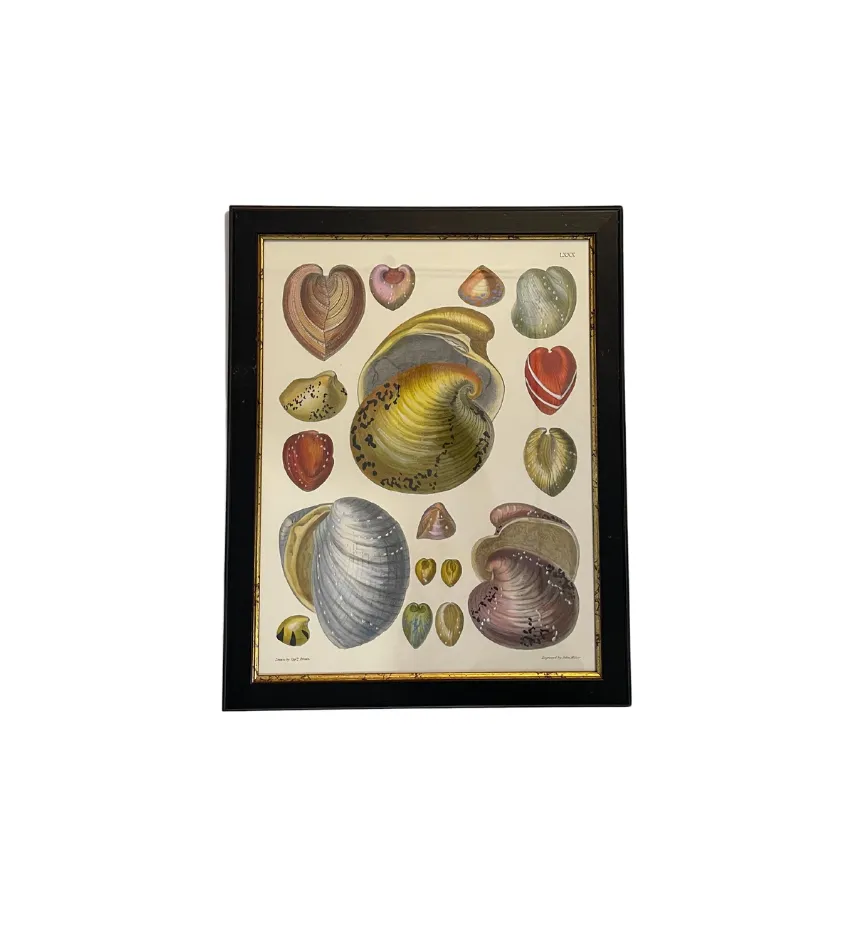 Individual Colorful Shell Print