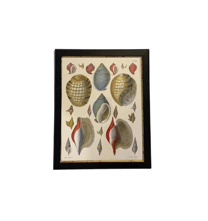 Individual Colorful Shell Print
