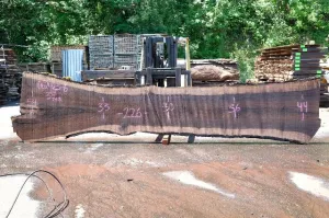 Oregon Black Walnut Slab 062423-06