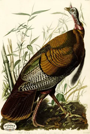 PDXC20536 -- Audubon Wild Turkey