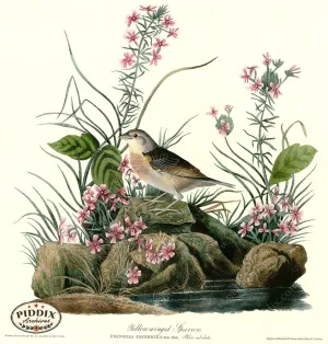 PDXC20665 -- Audubon Yellow-Winged Sparrow