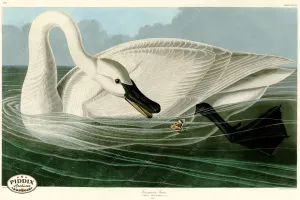PDXC20942 -- Audubon Trumpeter Swan