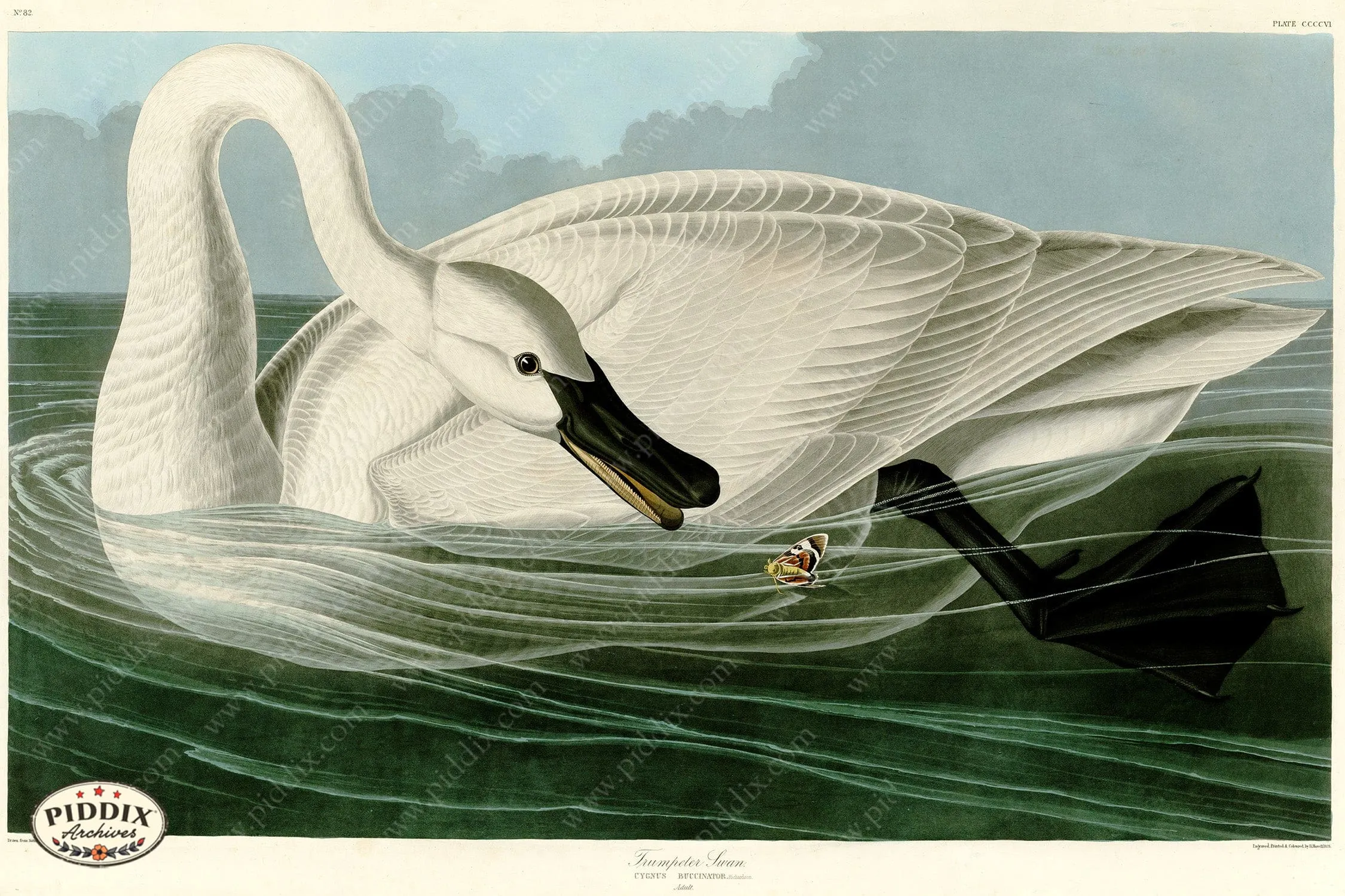 PDXC20942 -- Audubon Trumpeter Swan