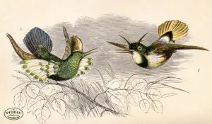 PDXC2479 -- Birds