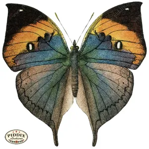 PDXC4357a -- Butterflies
