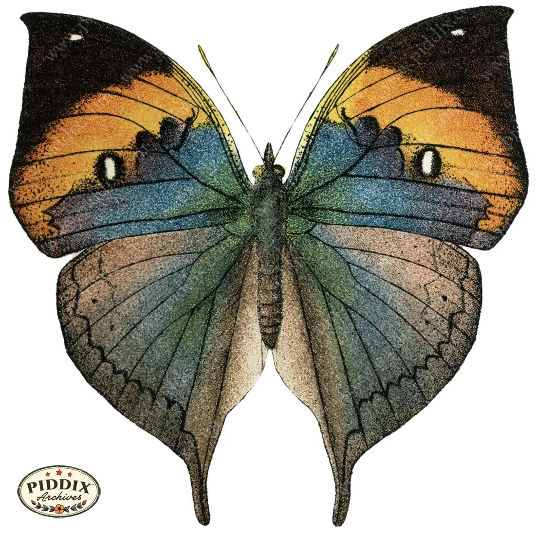 PDXC4357a -- Butterflies
