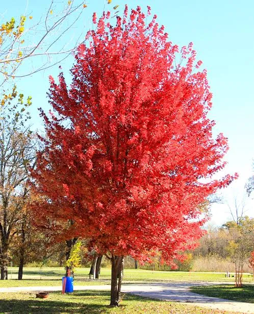 "Autumn Blaze" Maple