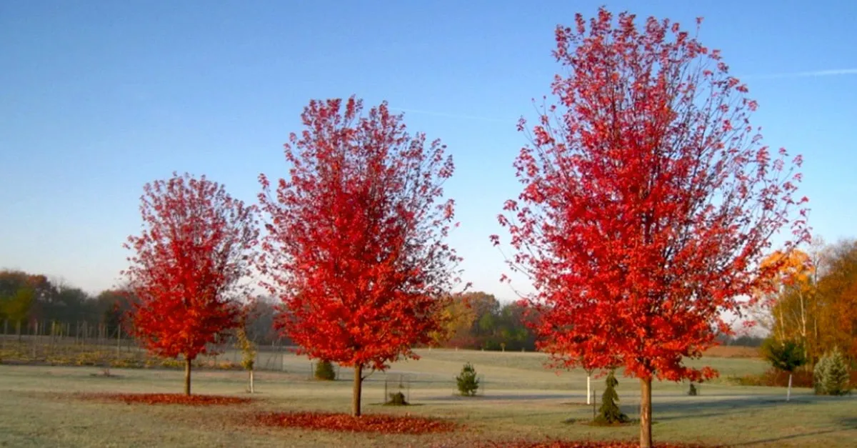 "Autumn Blaze" Maple