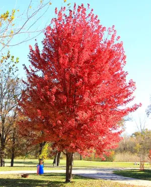 "Autumn Blaze" Maple