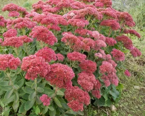Sedum spectabile ‘Autumn Fire’  Showy Stonecrop - 1 Gallon Potted Perennial