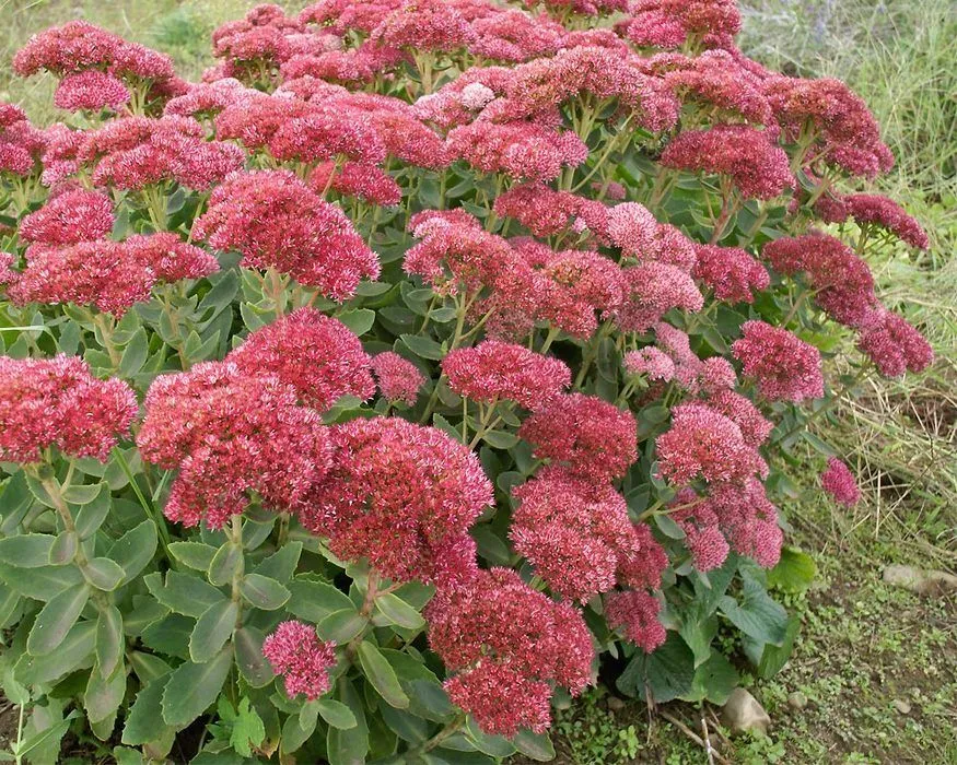 Sedum spectabile ‘Autumn Fire’  Showy Stonecrop - 1 Gallon Potted Perennial