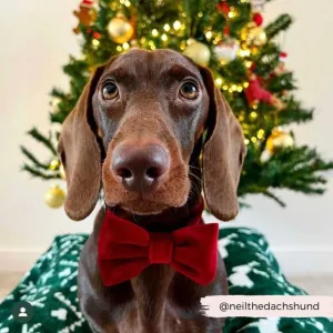 Velvet Dog Bow Tie - Red Berry