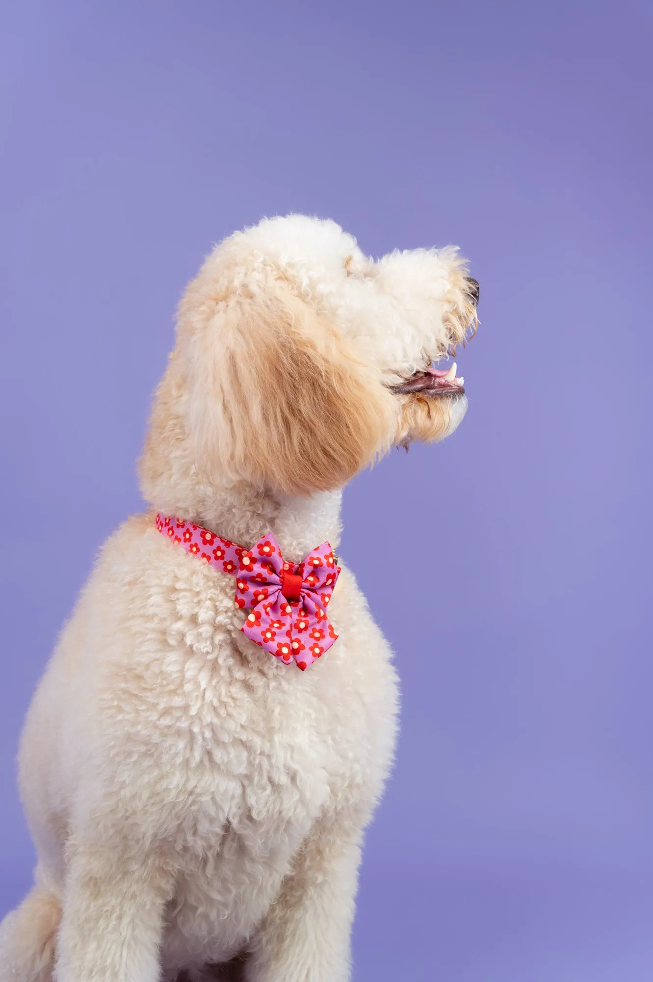 Wildflower - Dog Collar